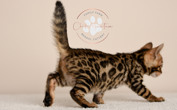 Bengal kitten for sale